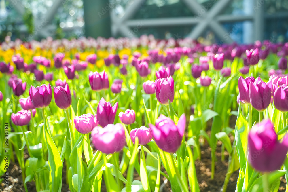 Tulip Garden Flowers Nature Background Tulip Garden Flowers Nature Background