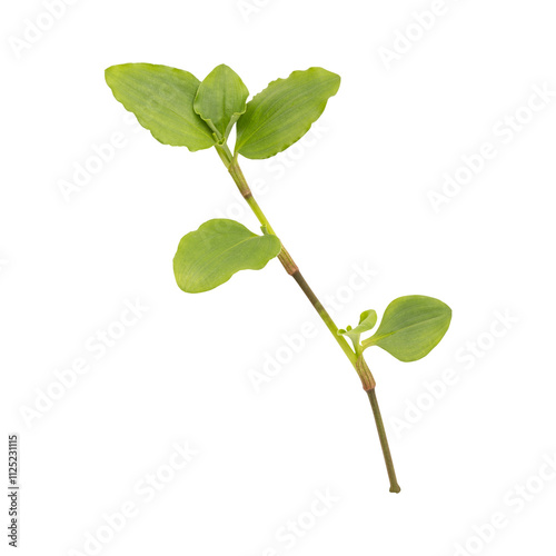 Fresh green wild benghal dayflower leaves branch isolated on transparent background	 photo