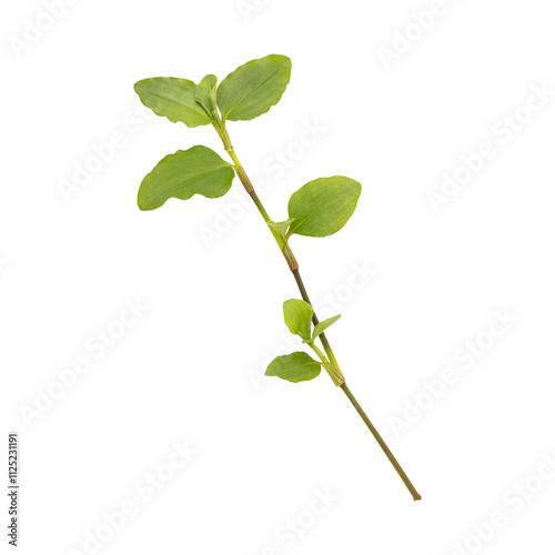 Fresh green wild benghal dayflower leaves branch isolated on transparent background photo