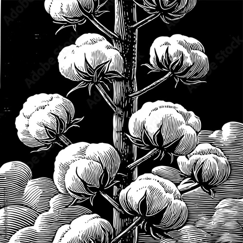 cotton flower close up in vector