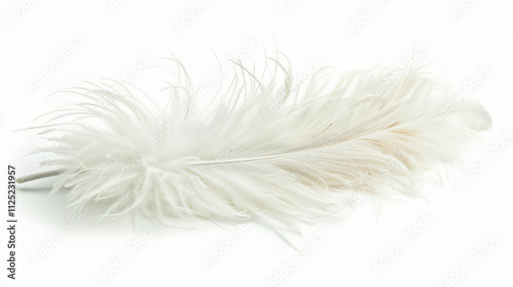 white feather isolated on white white feather isolated on white