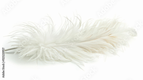 white feather isolated on white