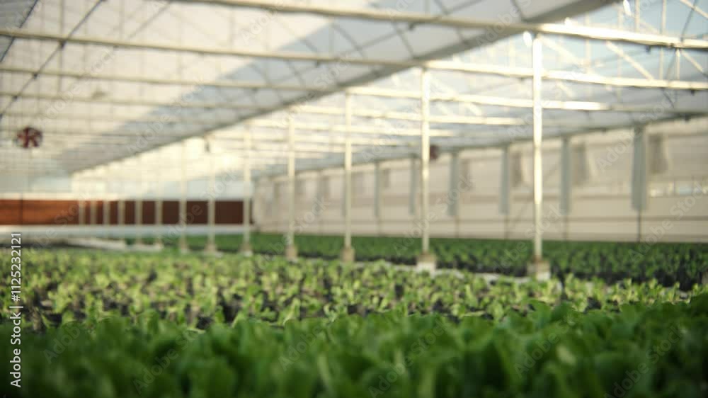 The lettuce salad plant in the hydroponic vegetables farm system is fresh and organic The lettuce salad plant in the hydroponic vegetables farm system is fresh and organic
