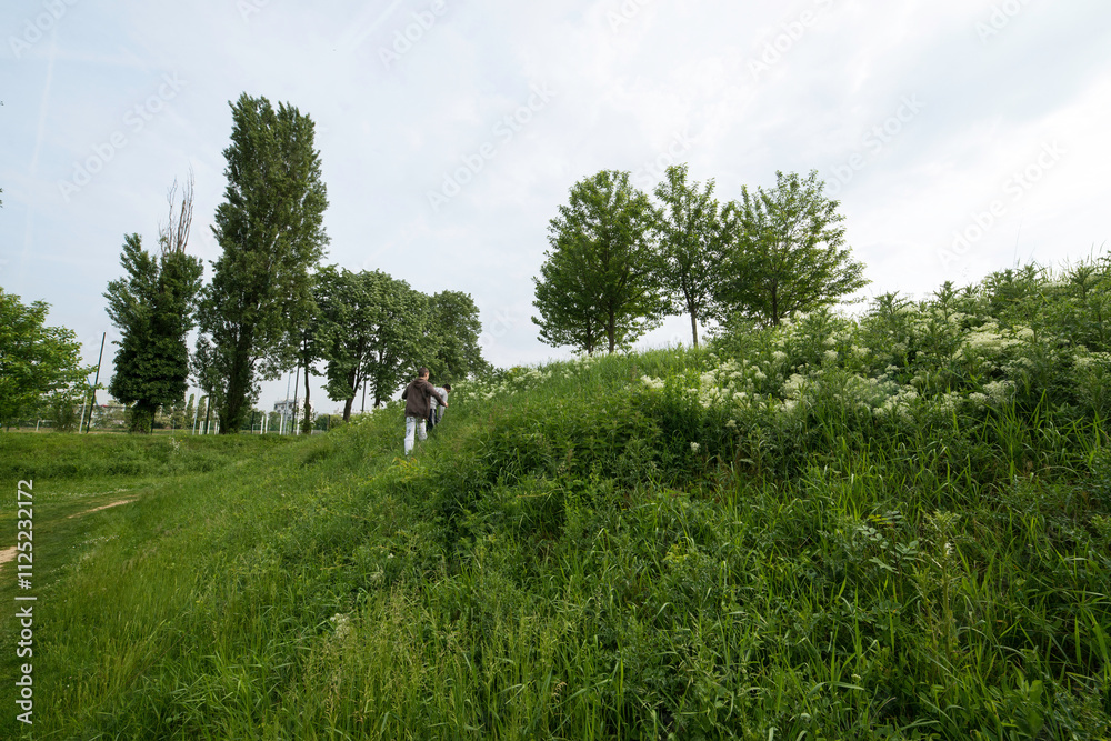Obraz premium Cardaire drave, Lepidium draba, Cardaria brachysepala, Sport, Parc du Grand Godet, Villeneuve le Roi, 94, Val de Marne, France