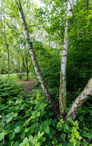 Bouleau blanc, Betula alba, Parc des sports et de loisirs du Grand Godet, 94290, Villeneuve le Roi, Val de Marne, France