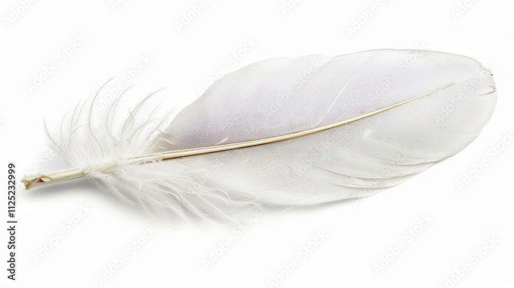 white feather isolated on white white feather isolated on white