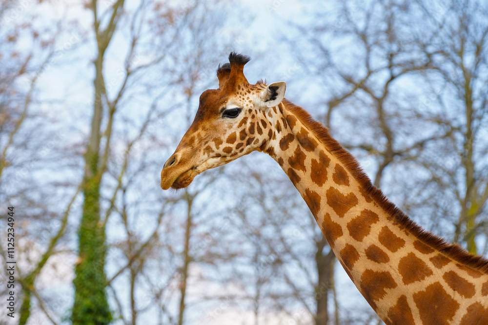 Close-up of the head of a Kordofan Giraffe Close-up of the head of a Kordofan Giraffe