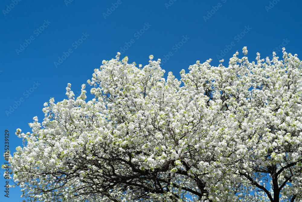 Bunches of plum blossom with white flowers against the blue sky. Spring blossom background. Blossoming apple tree branch on sky background. Spring flowering tree branch with white flowers. Bunches of plum blossom with white flowers against the blue sky. Spring blossom background. Blossoming apple tree branch on sky background. Spring flowering tree branch with white flowers.