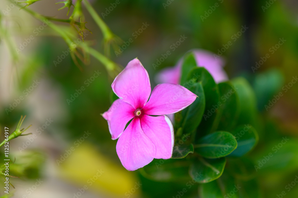 Vibrant pink flower blooming amidst lush green foliage in a serene garden setting Vibrant pink flower blooming amidst lush green foliage in a serene garden setting