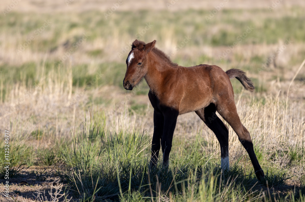 Fototapeta premium Wild Horse Foal in Springtime in the Utah Desert