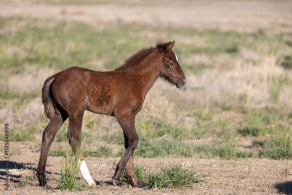 Obraz premium Wild Horse Foal in Springtime in the Utah Desert
