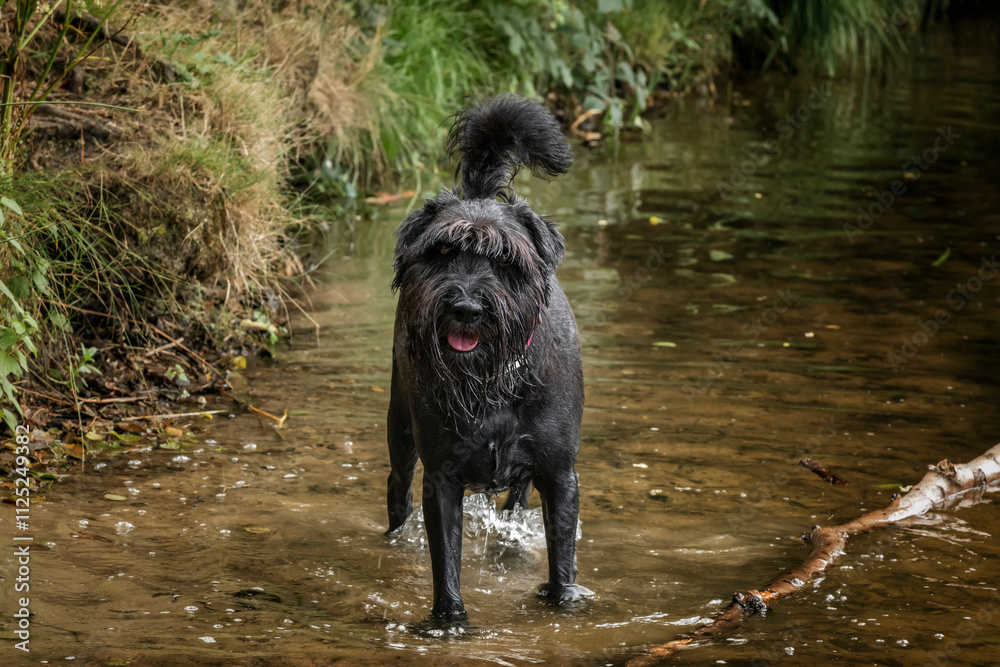 Black Schnauzer at Virginia Water in Berkshire in the water