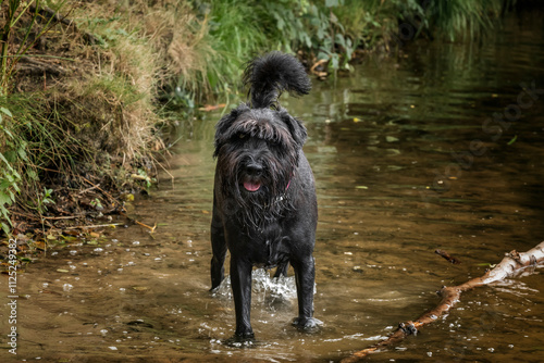 Obraz na płótnie Black Schnauzer at Virginia Water in Berkshire in the water w salonie