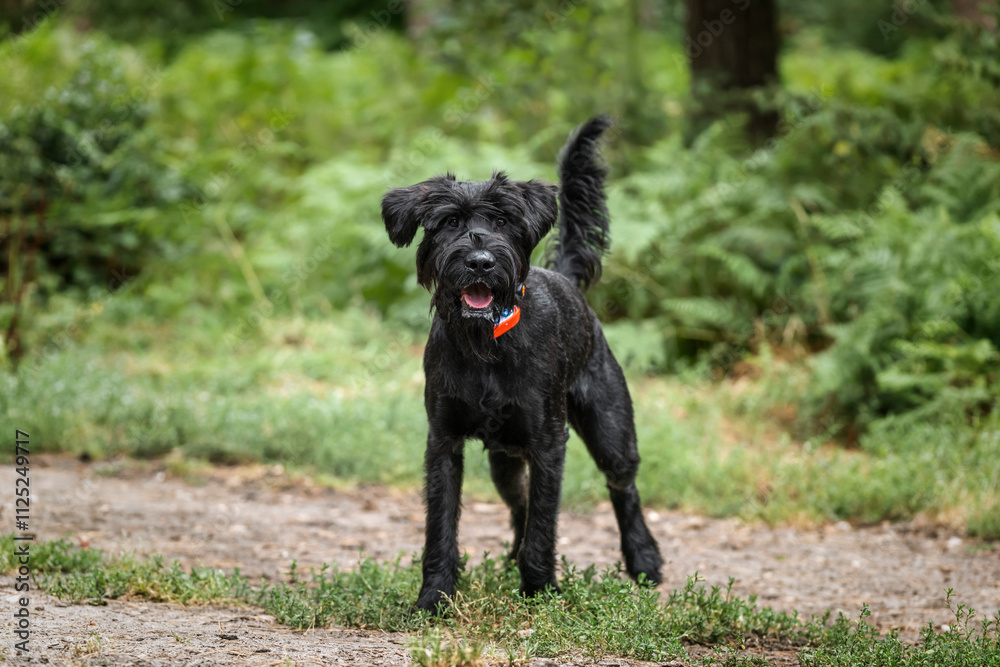 Black Schnauzer at Virginia Water in Berkshire Black Schnauzer at Virginia Water in Berkshire