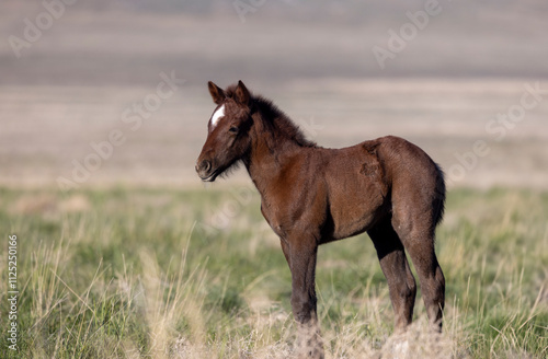 Wild Horse Foal in Springtime in the Utah Desert