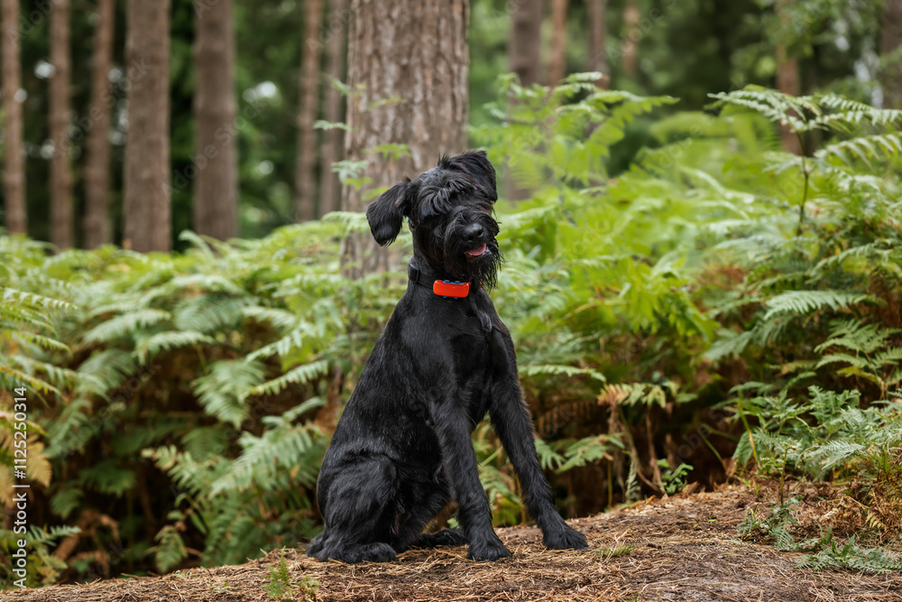 Black Schnauzer at Virginia Water in Berkshire Black Schnauzer at Virginia Water in Berkshire