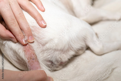 Fototapeta Naklejka Na Ścianę i Meble -  Dermatitis in a dog, a problem with the skin of a pet. An allergic reaction of the dog. The animal has severe itching.