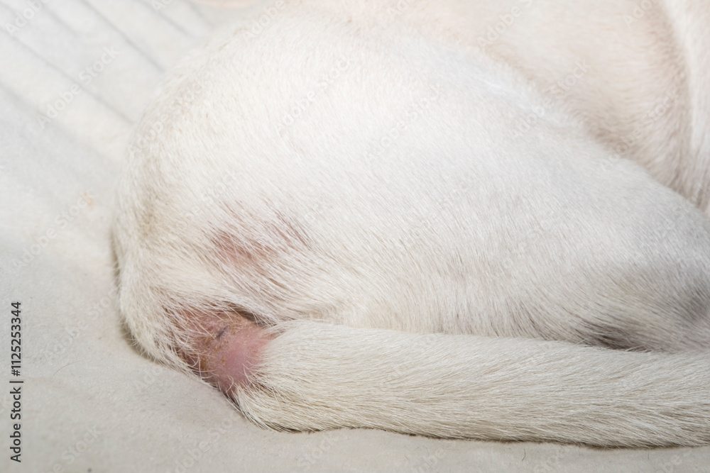 Dermatitis in a dog, a problem with the skin of a pet. An allergic reaction of the dog. The animal has severe itching. Dermatitis in a dog, a problem with the skin of a pet. An allergic reaction of the dog. The animal has severe itching.