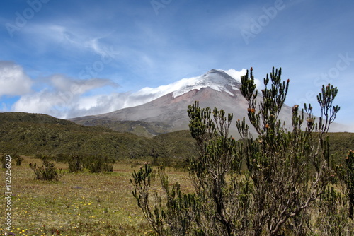 Flower of the Andes (Chuquiraga jussieui) growing in front of Cotopaxi Volcano, which is erupting with a small ash plume, in Cotopaxi National Park, outside of Quito, Ecuador photo