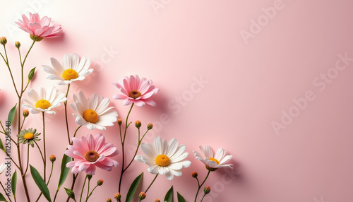 Delicate Daisies on a light pink background, ideal for creating cheerful text spaces for special occasions.