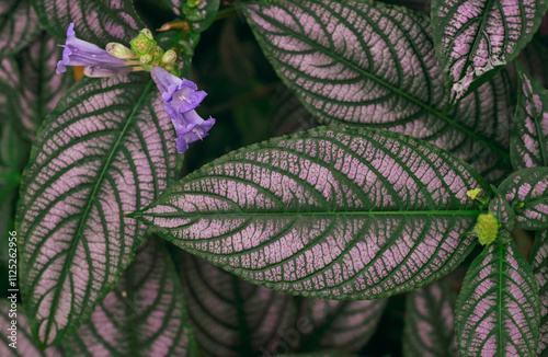 Beautiful close-up of the leaves of strobilanthes dyeriana photo