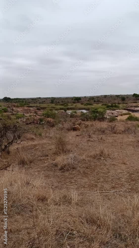 vue des plaines du Parc National Kruger, Afrique du Sud vue des plaines du Parc National Kruger, Afrique du Sud