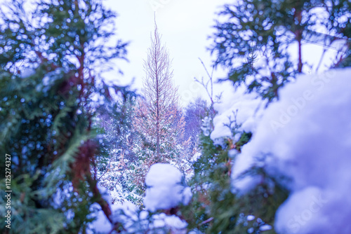 Winter village landscape. Signs on the road. Christmas trees under the snow. photo