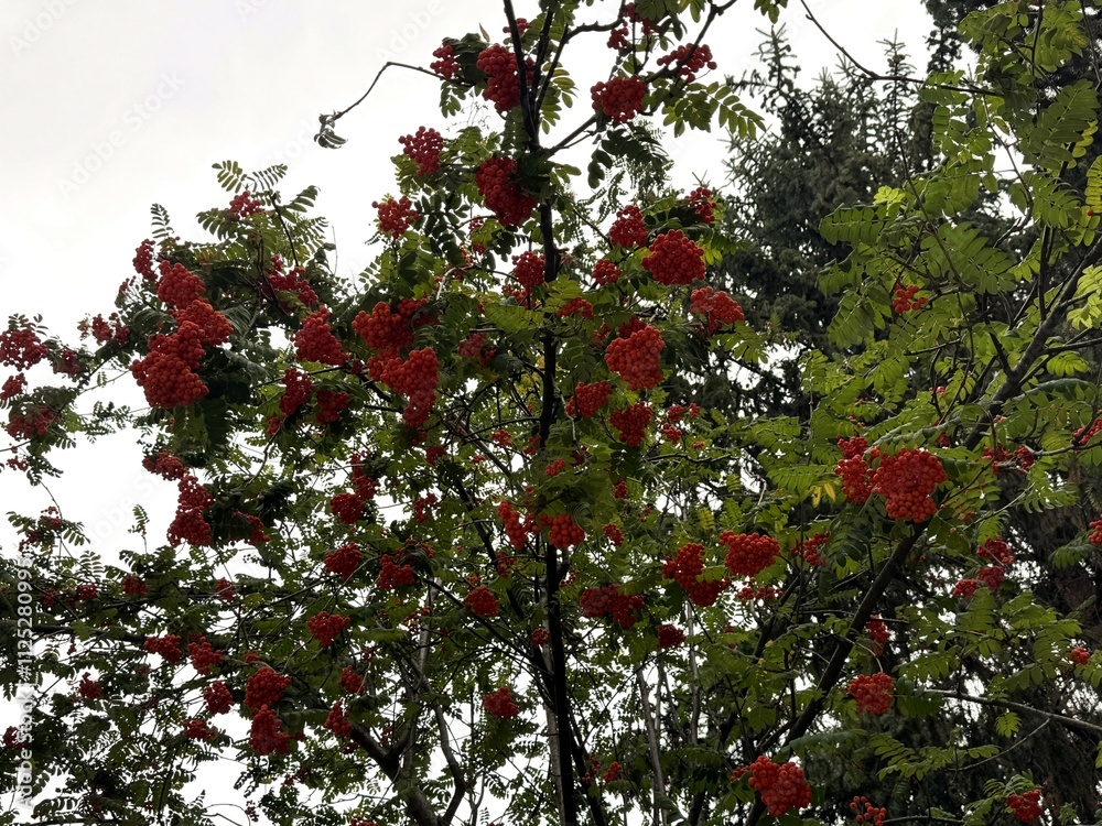 Fototapeta premium Ripe fruits in the leafage of Sorbus aucuparia in autumn. Close-up. Sorbus aucuparia, commonly called rowan, whitebeam and mountain ash, is a species of deciduous tree or shrub in the rose family. 