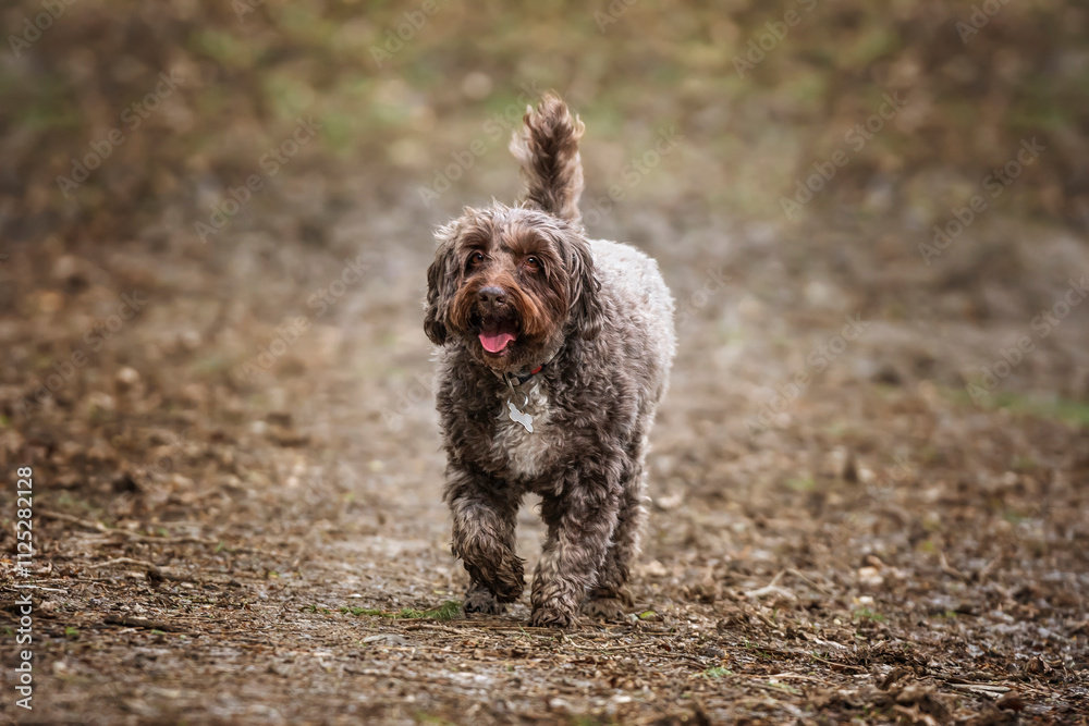 Brown cockapoo in the Windsor forest walkoing towards the camera on a path
