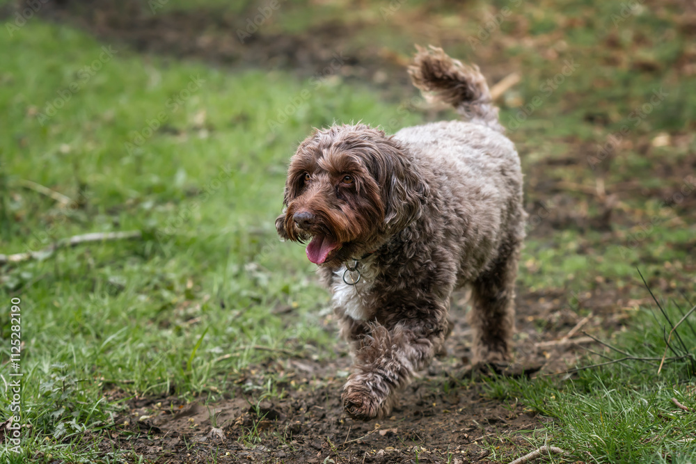 Brown cockapoo in the Windsor forest