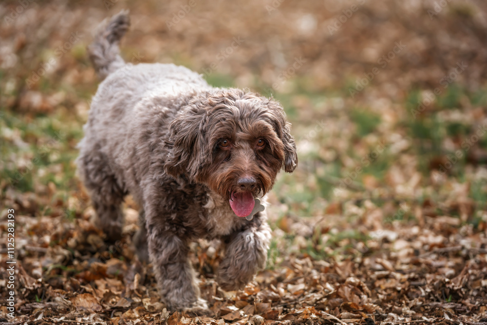 Brown cockapoo in the Windsor forest Brown cockapoo in the Windsor forest