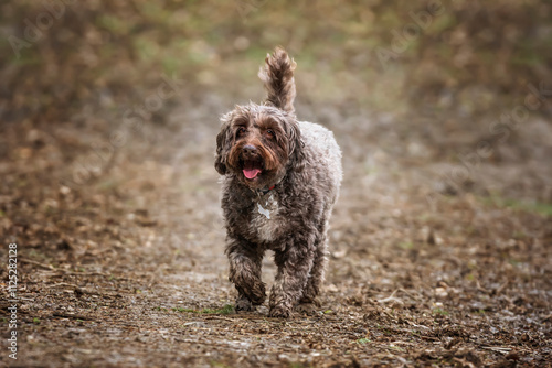 Brown cockapoo in the Windsor forest walkoing towards the camera on a path photo