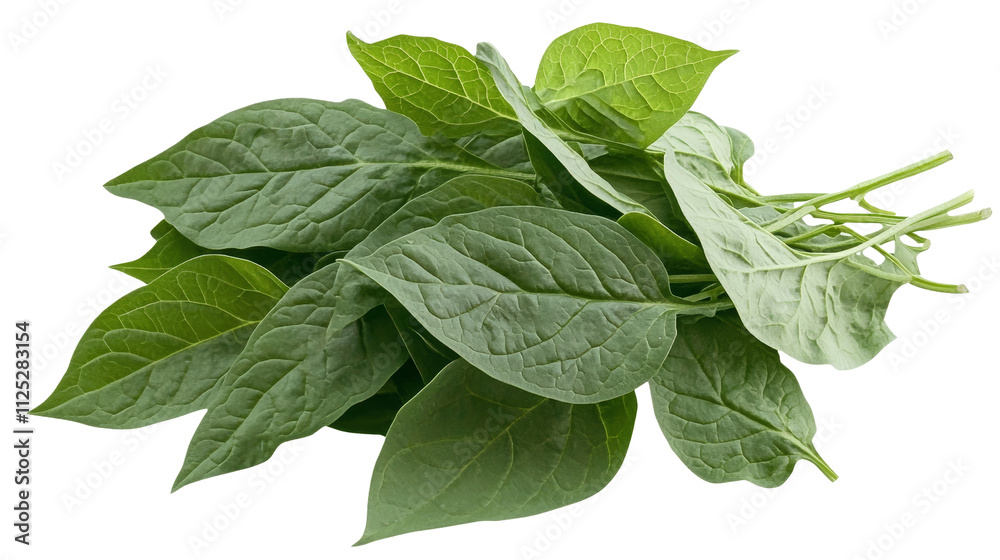Fototapeta premium High-Angle Close-up of Fresh Green Leaves Composition, Isolated on White Background, Botanical Photography