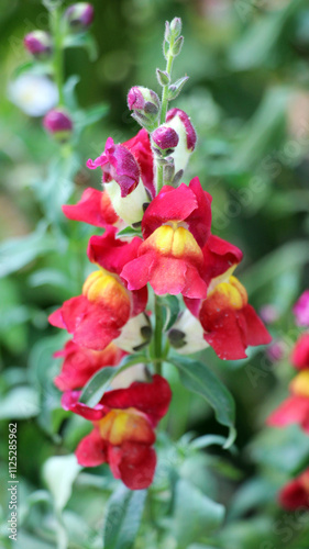 Antirrhinum blooms in a flower bed photo