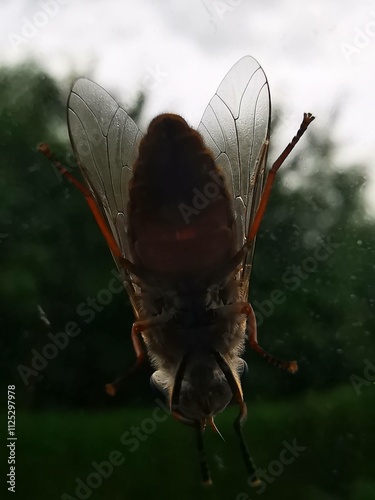 Close photo of a fly with trees as background. photo