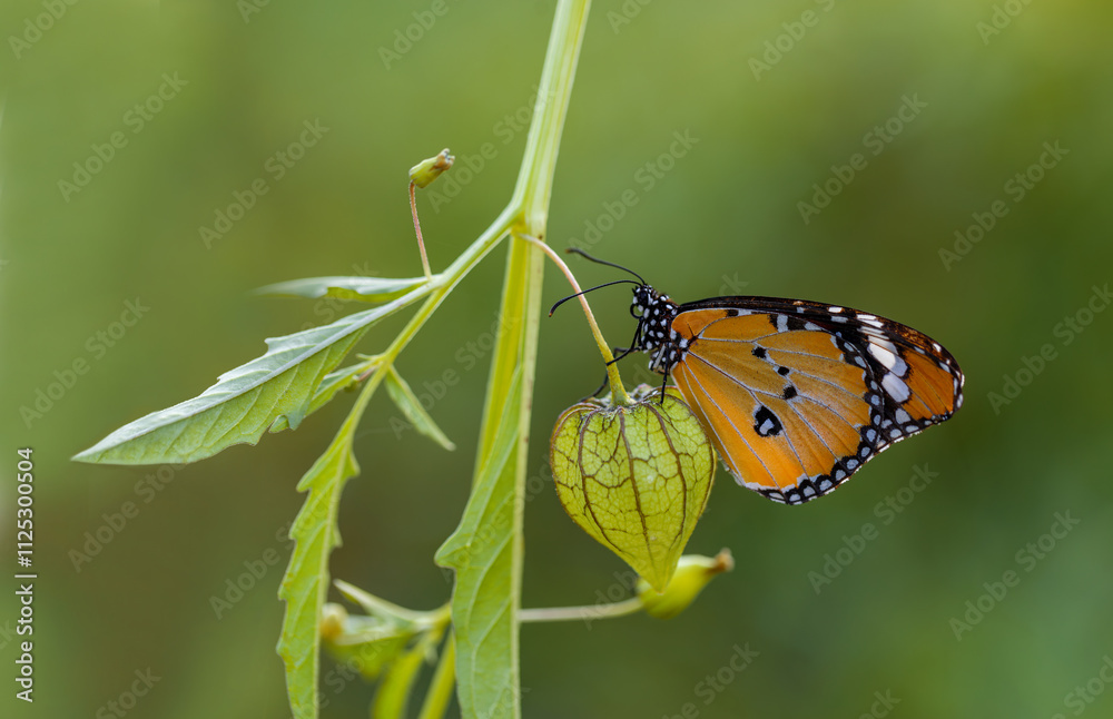 Sultan butterfly (Danaus chrysippus) flying in the Mugla region of Turkey