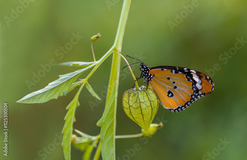 Obraz na płótnie Sultan butterfly (Danaus chrysippus) flying in the Mugla region of Turkey w salonie