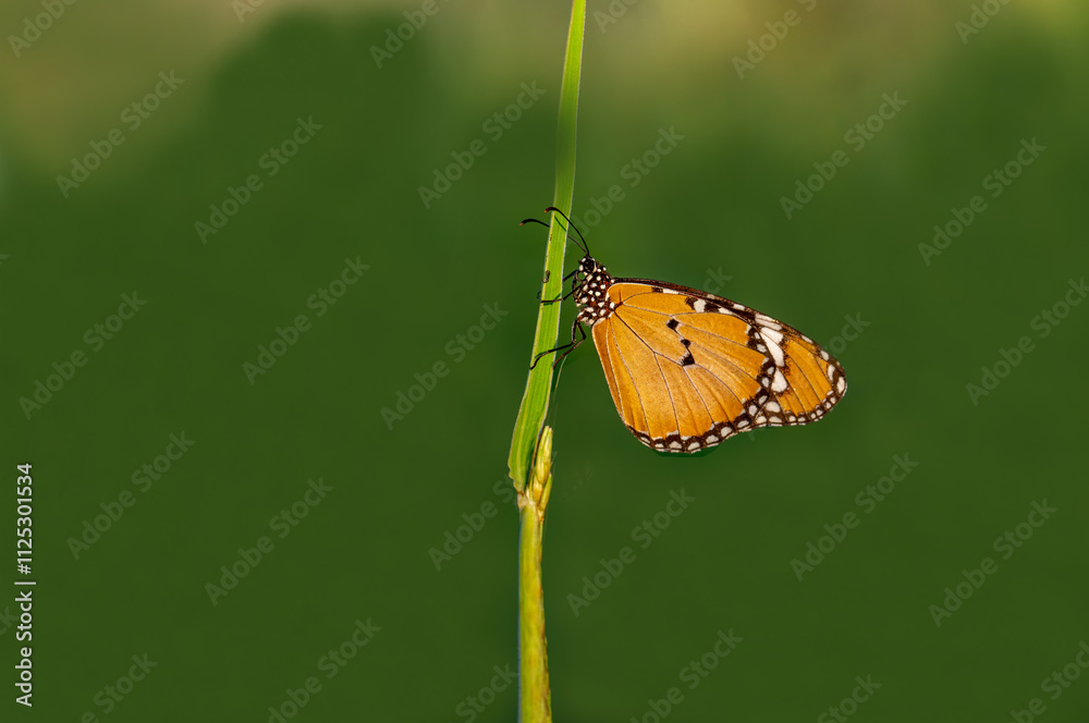 Sultan butterfly (Danaus chrysippus) flying in the Mugla region of Turkey