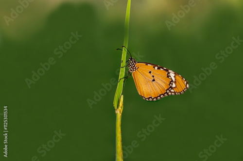 Obraz na płótnie Sultan butterfly (Danaus chrysippus) flying in the Mugla region of Turkey w salonie