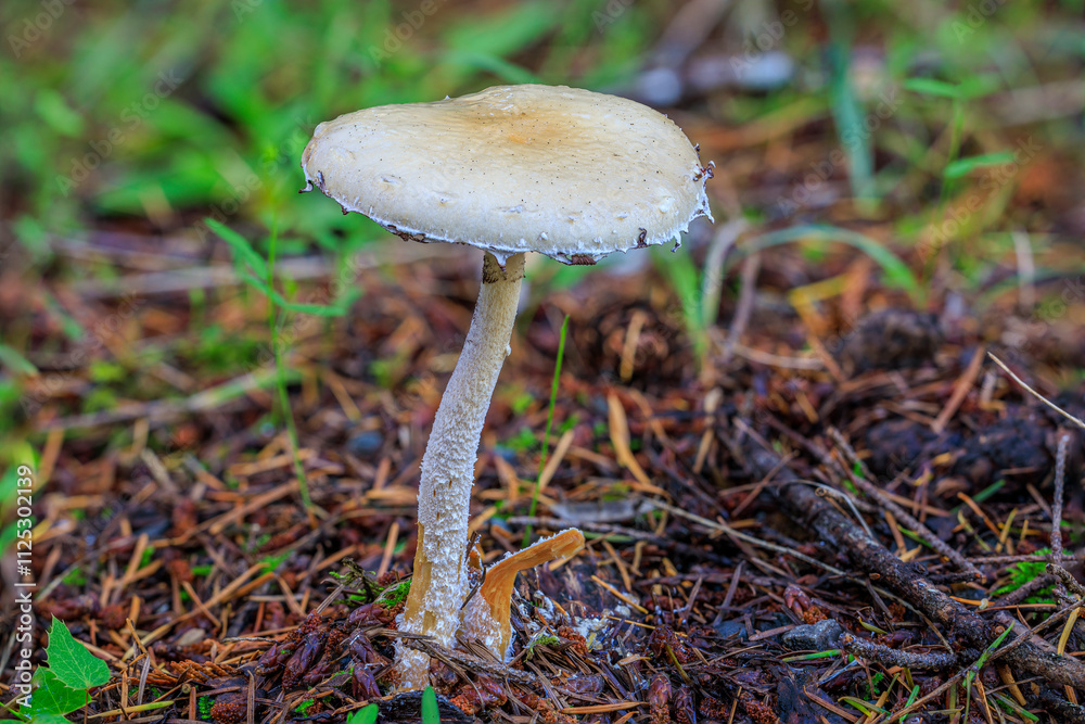 Questionable Strophoria Mushroom Questionable Strophoria Mushroom