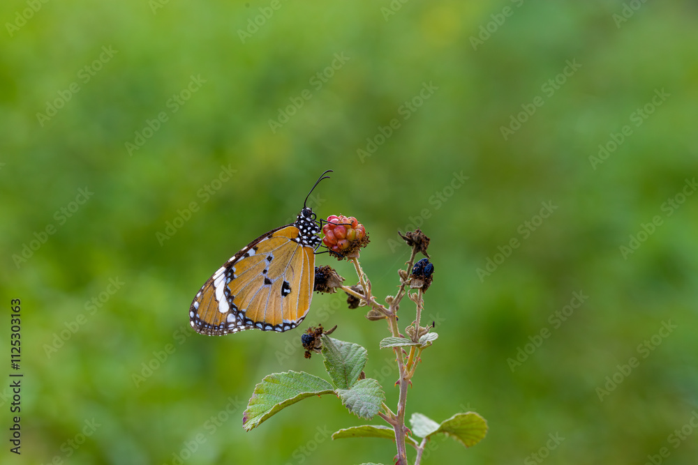 Sultan butterfly (Danaus chrysippus) flying in the Mugla region of Turkey