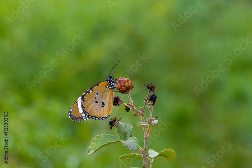 Obraz na płótnie Sultan butterfly (Danaus chrysippus) flying in the Mugla region of Turkey w salonie