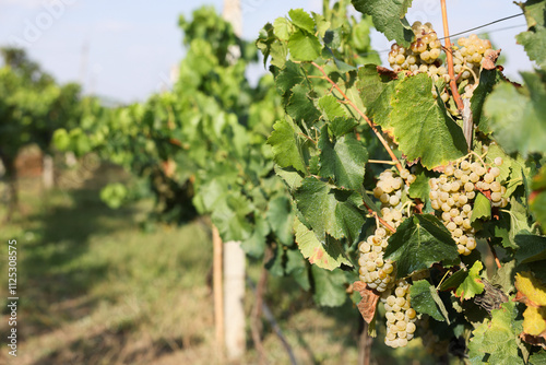 Wallpaper Mural Fresh ripe juicy grapes growing on branches in vineyard, space for text Torontodigital.ca