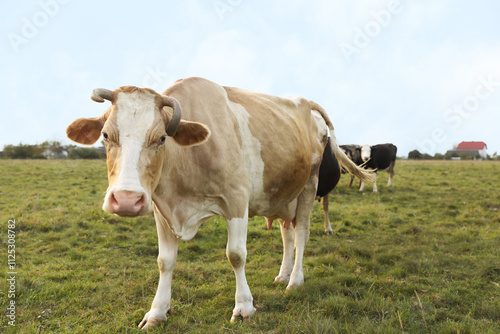 Wallpaper Mural Beautiful cows grazing on green grass outdoors Torontodigital.ca