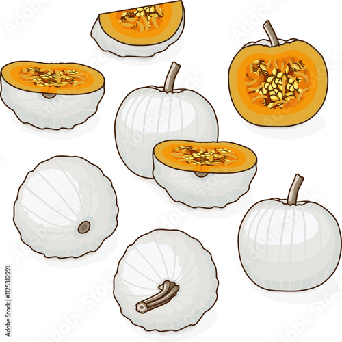 Set of Casper pumpkin or Lumina Pumpkin. Winter squash. Cucurbita maxima. Vegetables. Clip art. Isolated vector illustration.