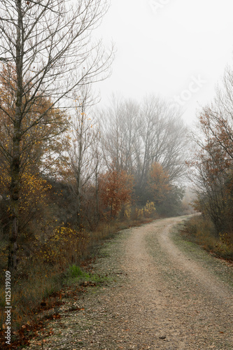 road in autumn forest