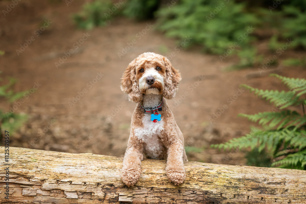Cockapoo dog at Virginia Water Lake in Berkshire