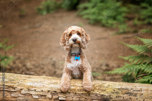 Obraz na płótnie Cockapoo dog at Virginia Water Lake in Berkshire w salonie
