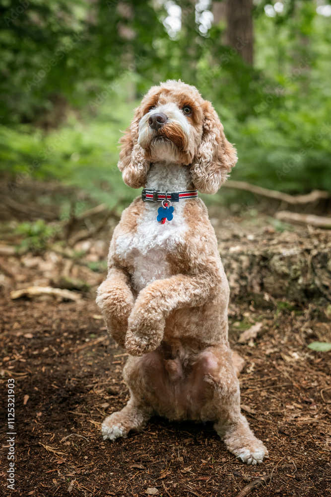 Cockapoo dog at Virginia Water Lake in Berkshire in the forest with a teddy bear pose Cockapoo dog at Virginia Water Lake in Berkshire in the forest with a teddy bear pose