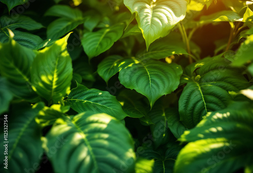 Large green leaves with distinct veins, forming a lush, tropical foliage